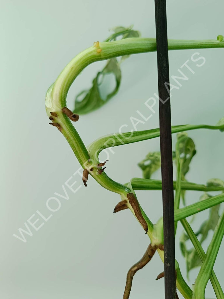 Monstera adansonii variegata mint