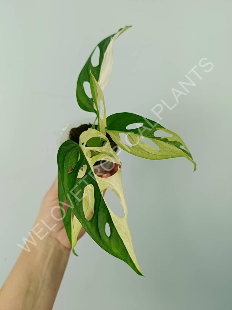 Monstera adansonii variegata