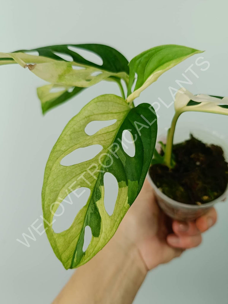 Monstera adansonii variegata