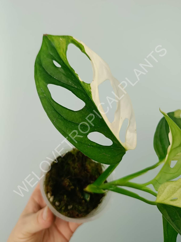 Monstera adansonii variegata