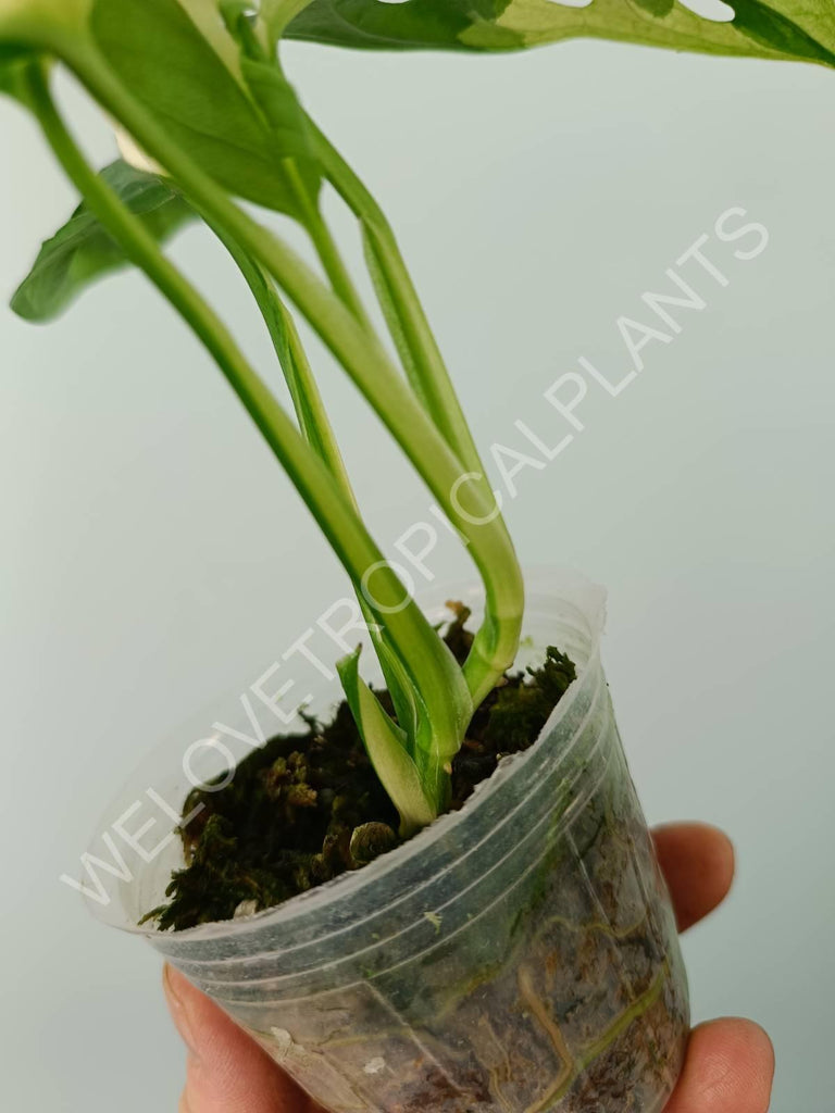 Monstera adansonii variegata