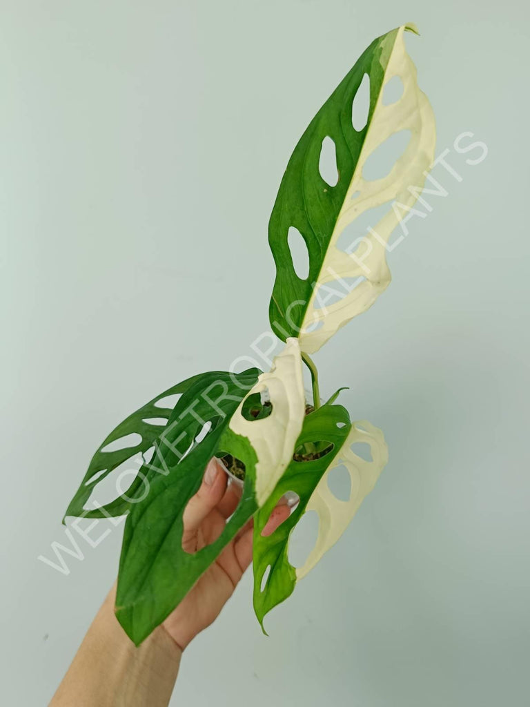 Monstera adansonii variegata