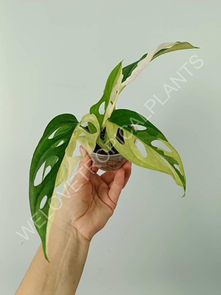 Monstera adansonii variegata