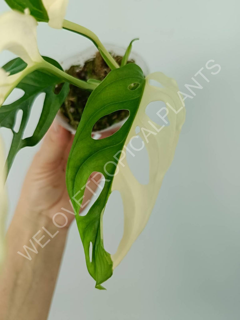 Monstera adansonii variegata