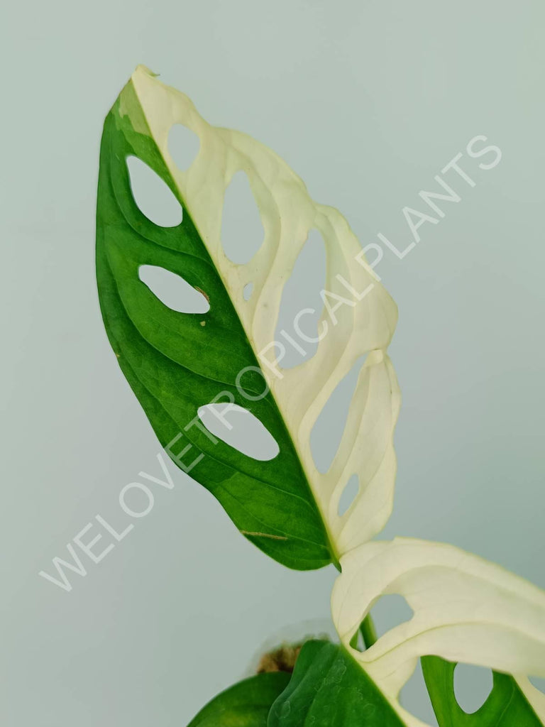 Monstera adansonii variegata