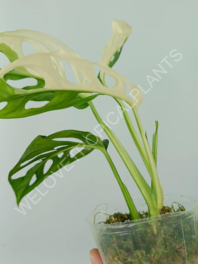 Monstera adansonii variegata