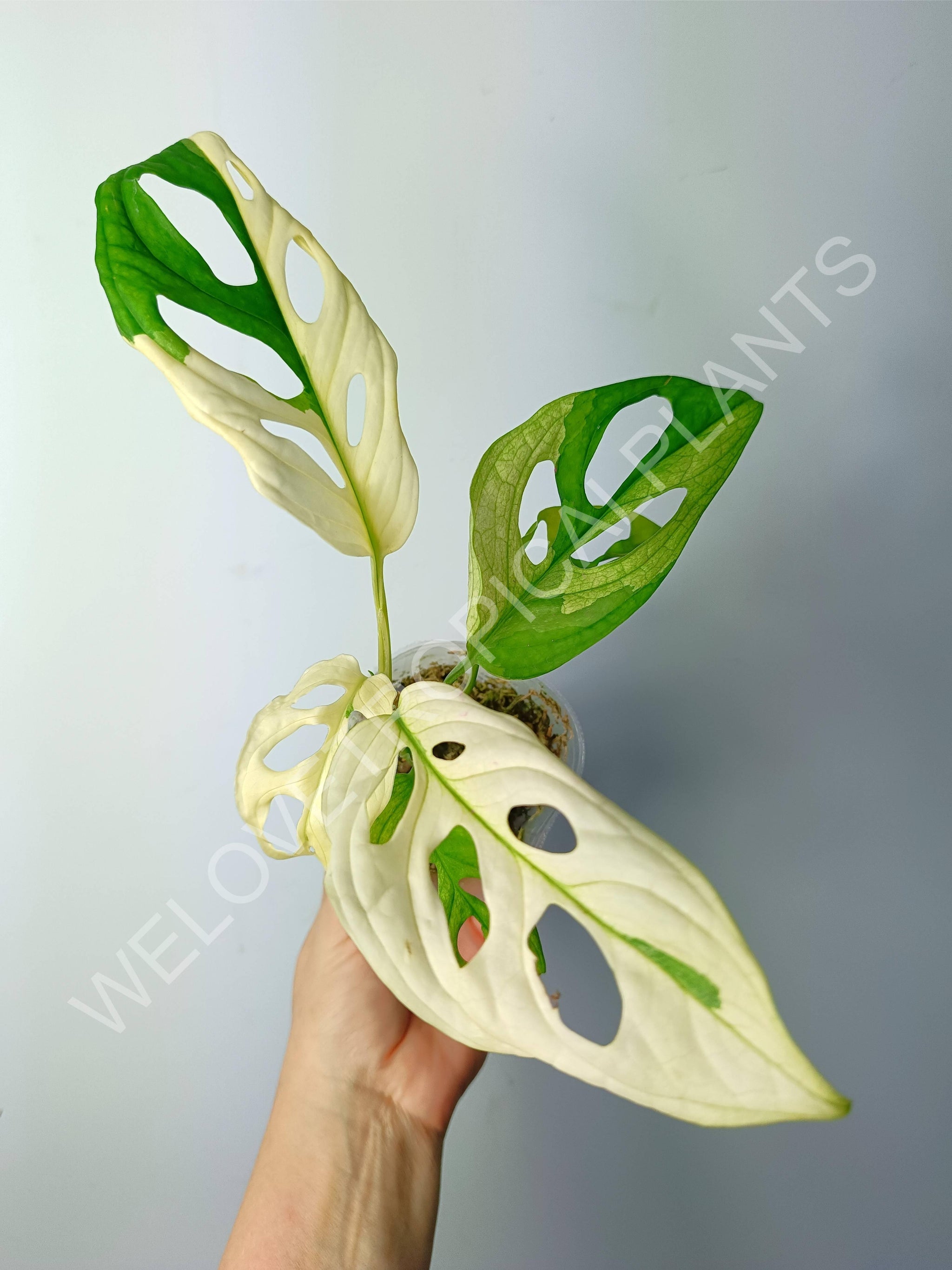 Monstera Albo Varigated 1 Leafe Ship By DHL cheapest Express Free Phytosanitary Certificate