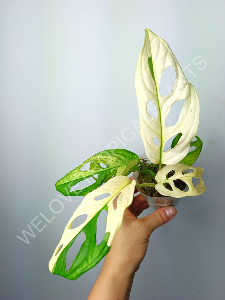 Monstera adansonii variegata