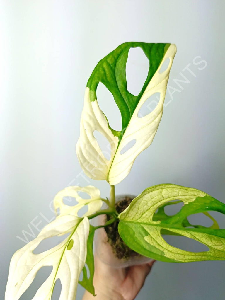 Monstera adansonii variegata