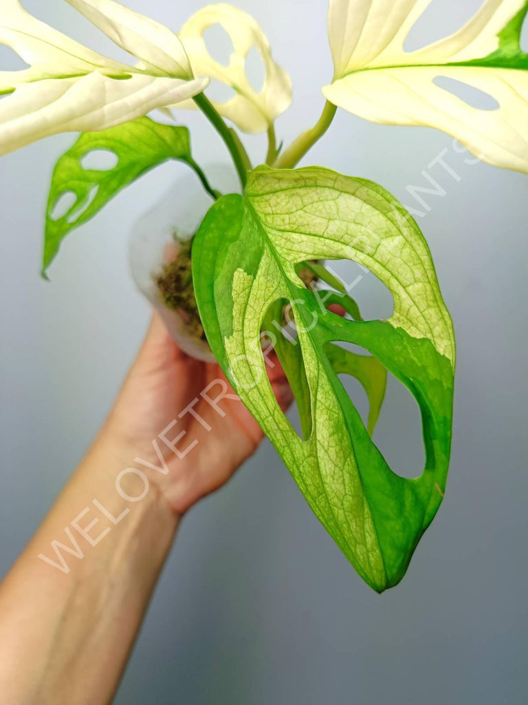 Monstera adansonii variegata