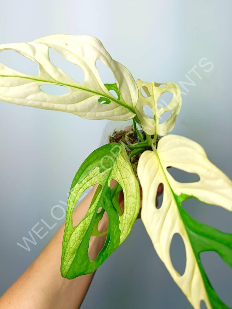 Monstera adansonii variegata