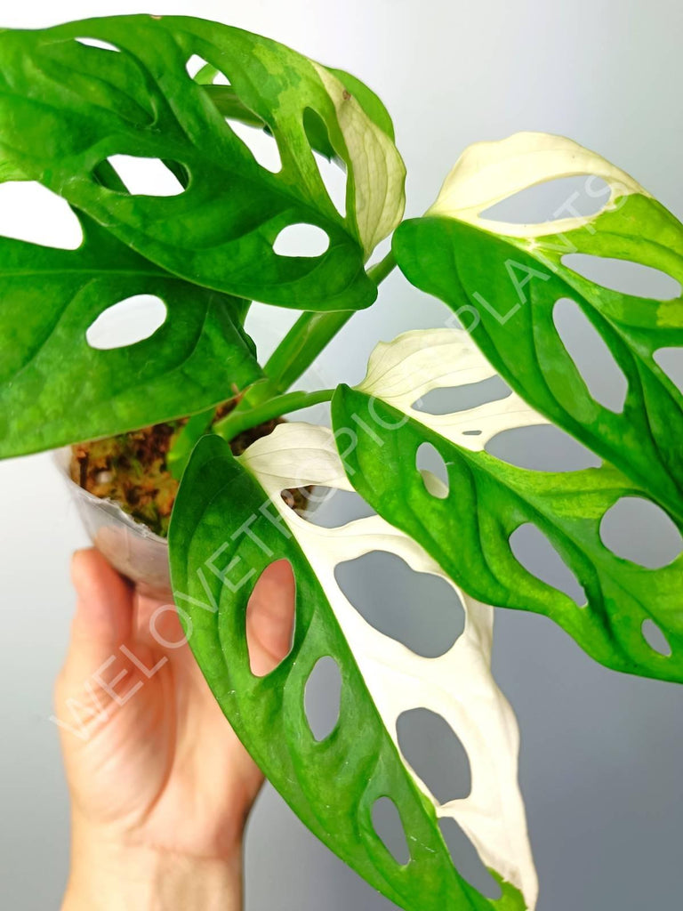 Monstera adansonii variegata