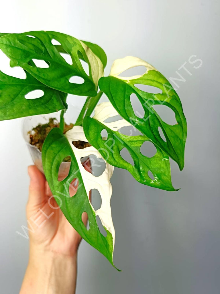 Monstera adansonii variegata