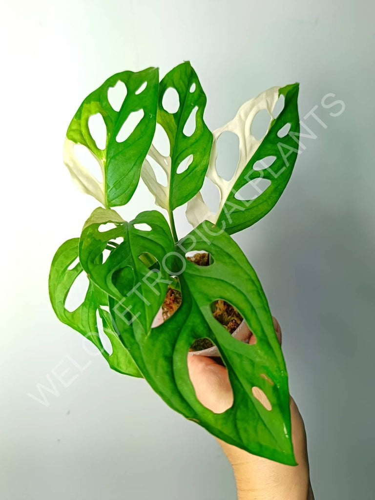 Monstera adansonii variegata