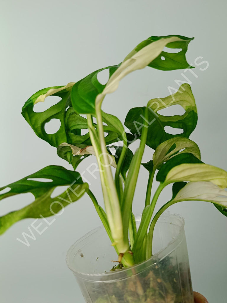 Monstera adansonii variegata