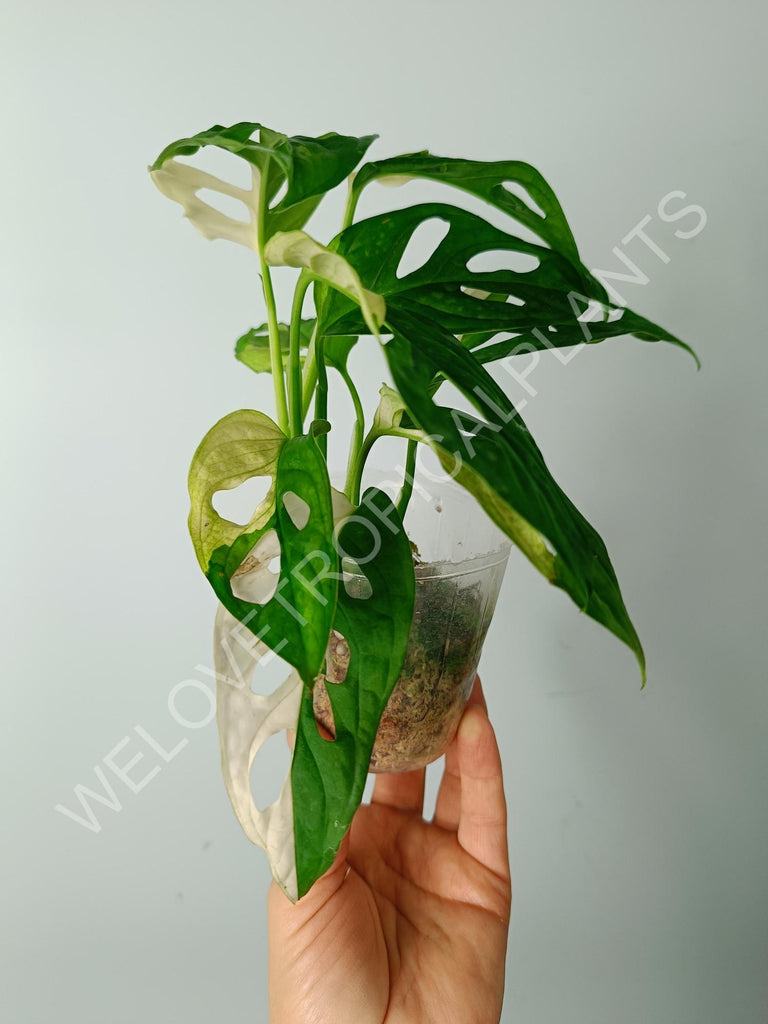 Monstera adansonii variegata