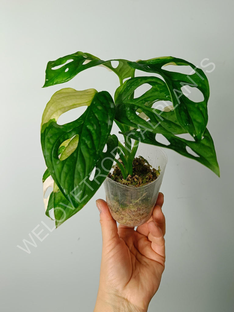 Monstera adansonii variegata