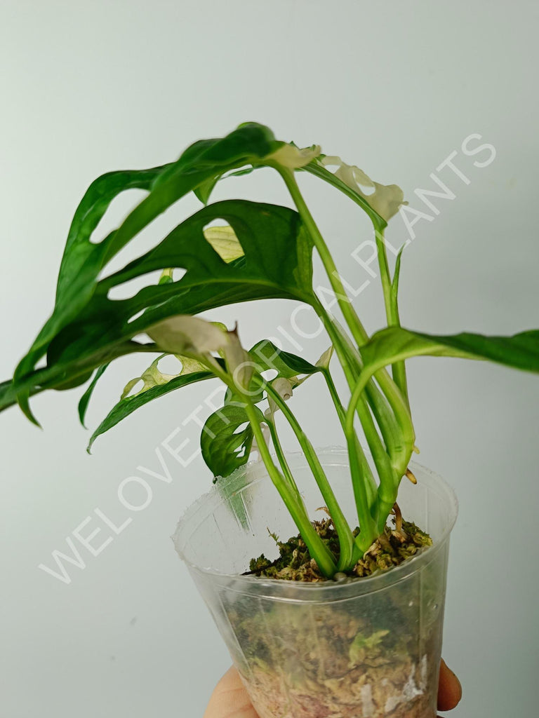 Monstera adansonii variegata