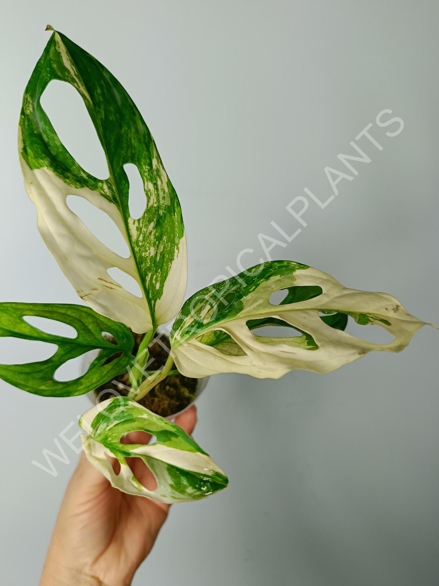 Monstera Adansonii Japan Variegated Plant retailer 1 leaf free Phytosanitary Certificate