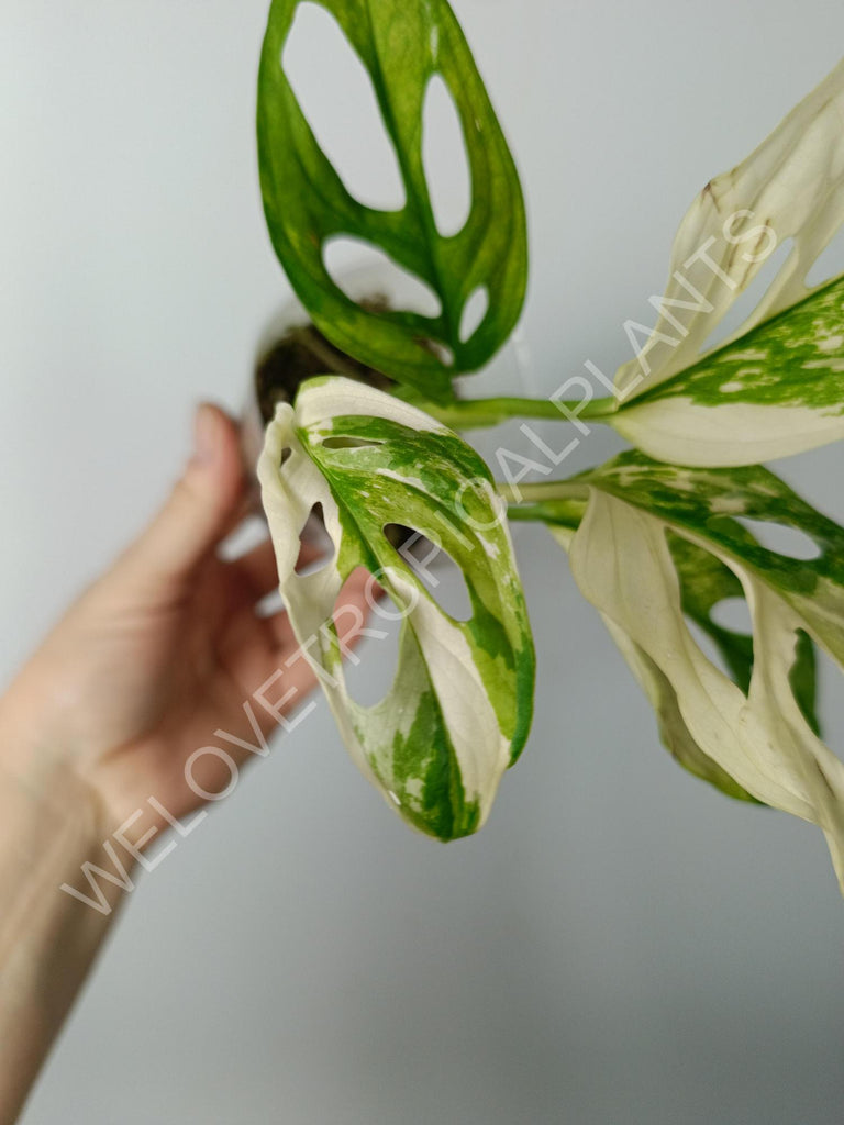 Monstera adansonii variegata