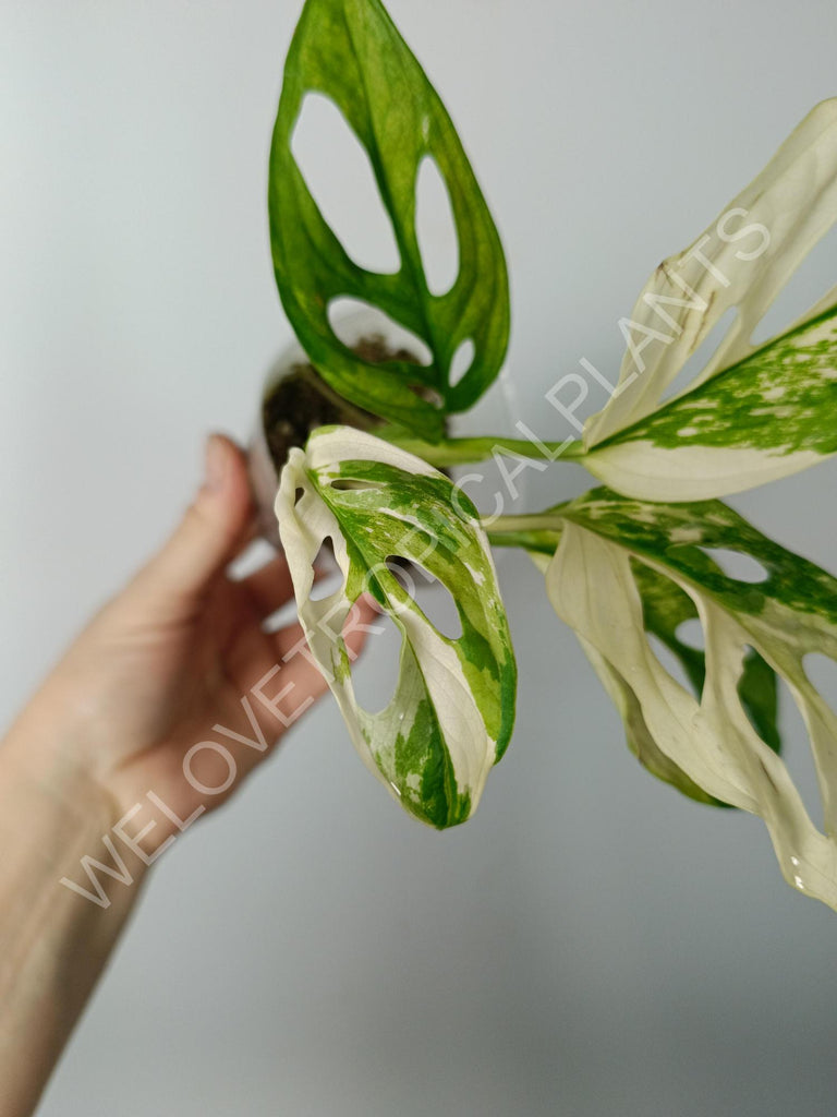 Monstera adansonii variegata