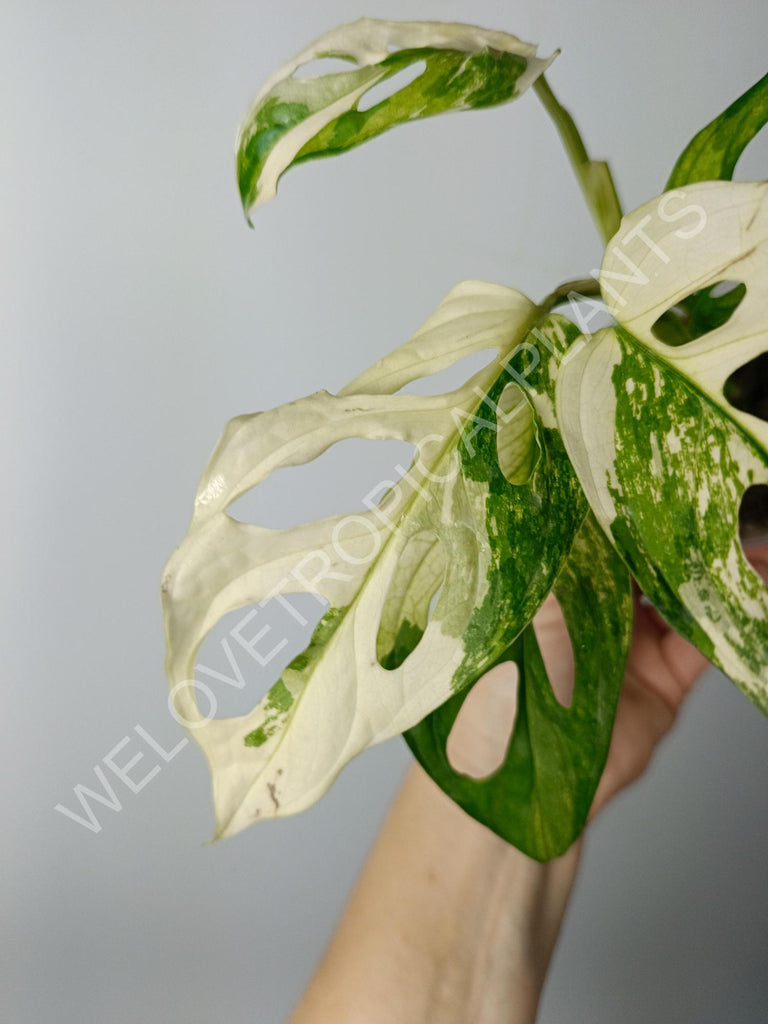 Monstera adansonii variegata