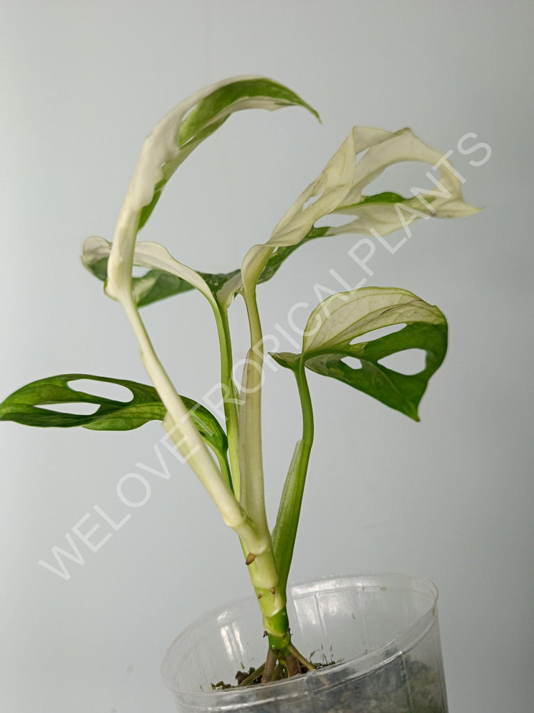 Monstera adansonii variegata