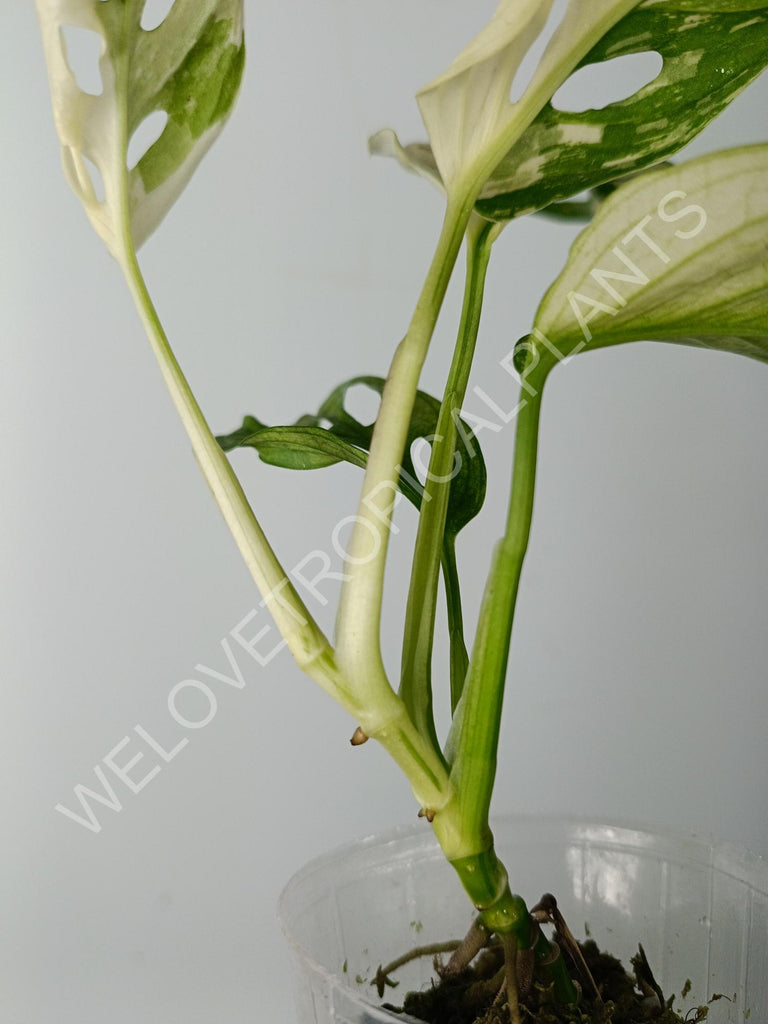 Monstera adansonii variegata