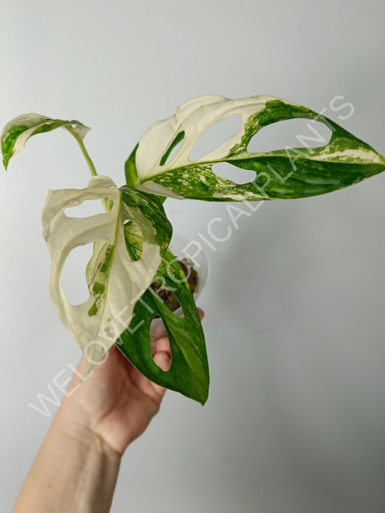 Monstera adansonii variegata