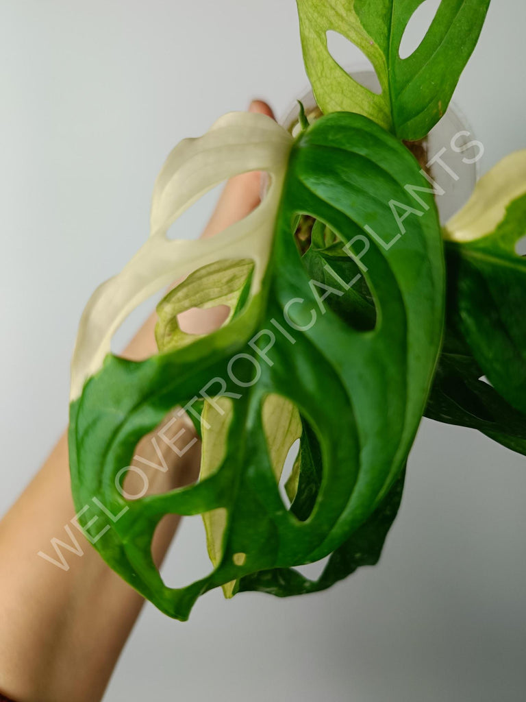 Monstera adansonii variegata