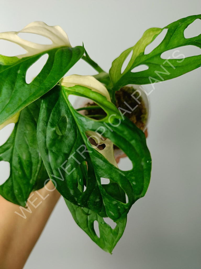 Monstera adansonii variegata