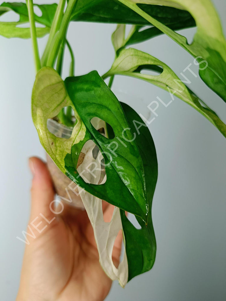 Monstera adansonii variegata