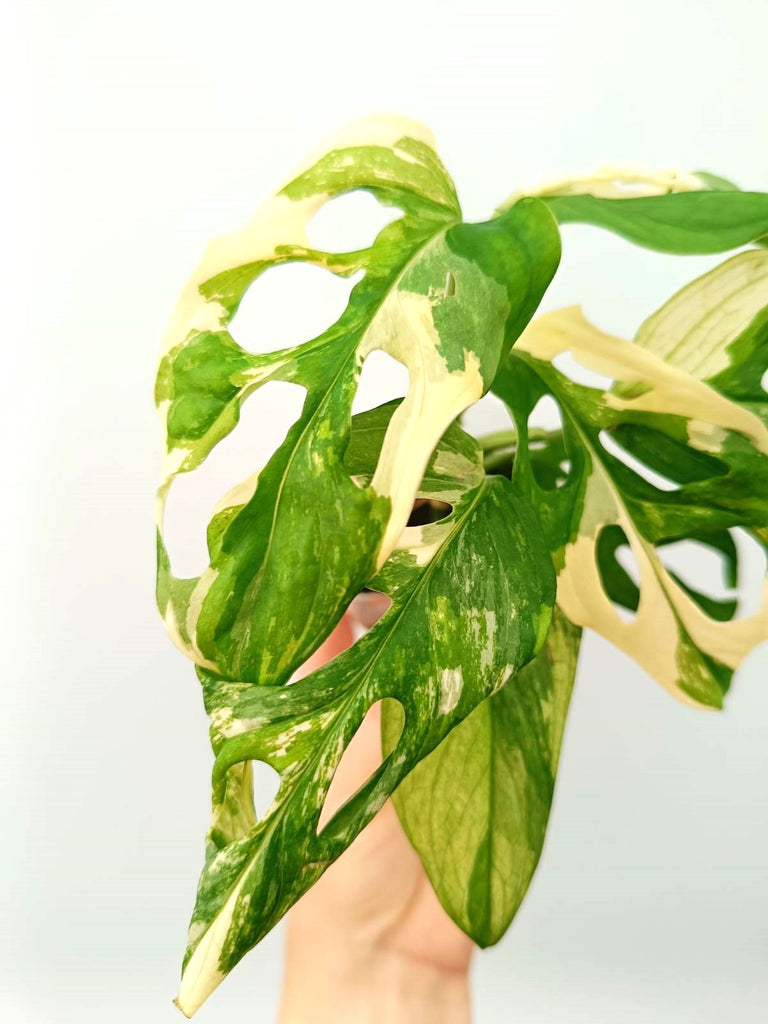 Monstera adansonii variegata