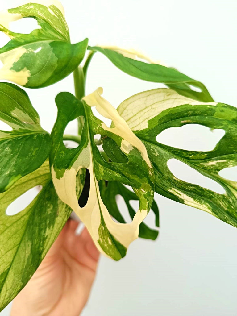 Monstera adansonii variegata