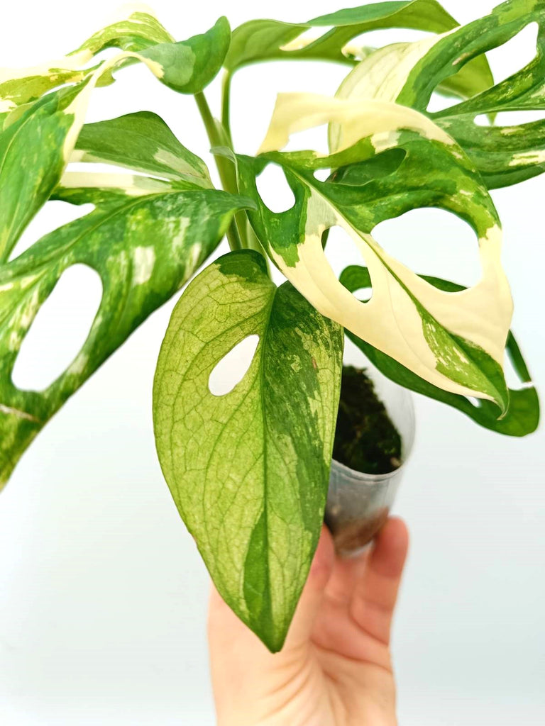 Monstera adansonii variegata