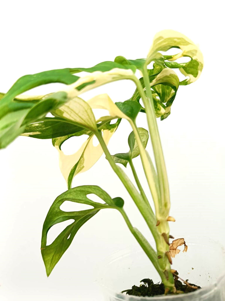 Monstera adansonii variegata