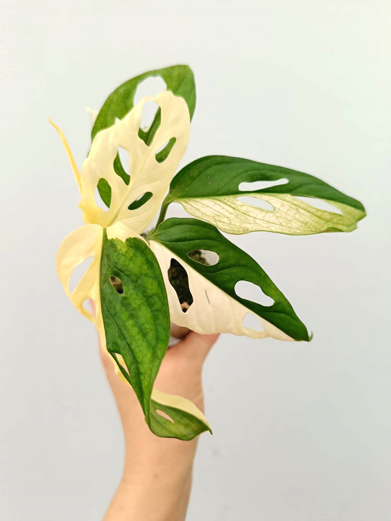 Monstera adansonii variegata