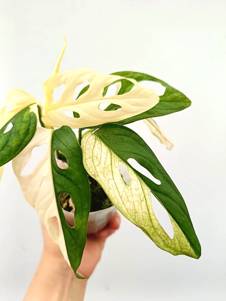 Monstera adansonii variegata