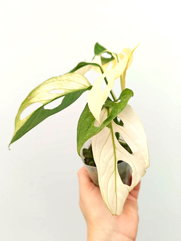 Monstera adansonii variegata