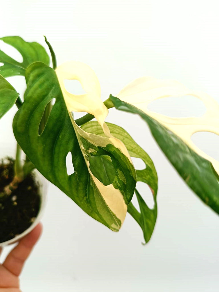 Monstera adansonii variegata