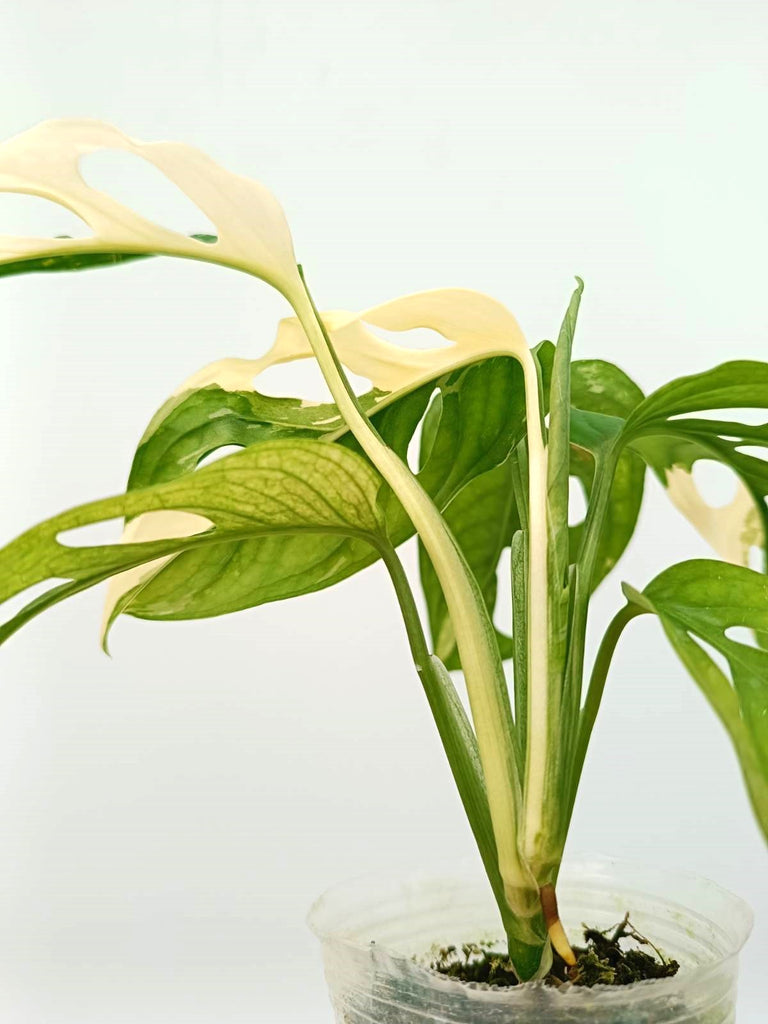 Monstera adansonii variegata