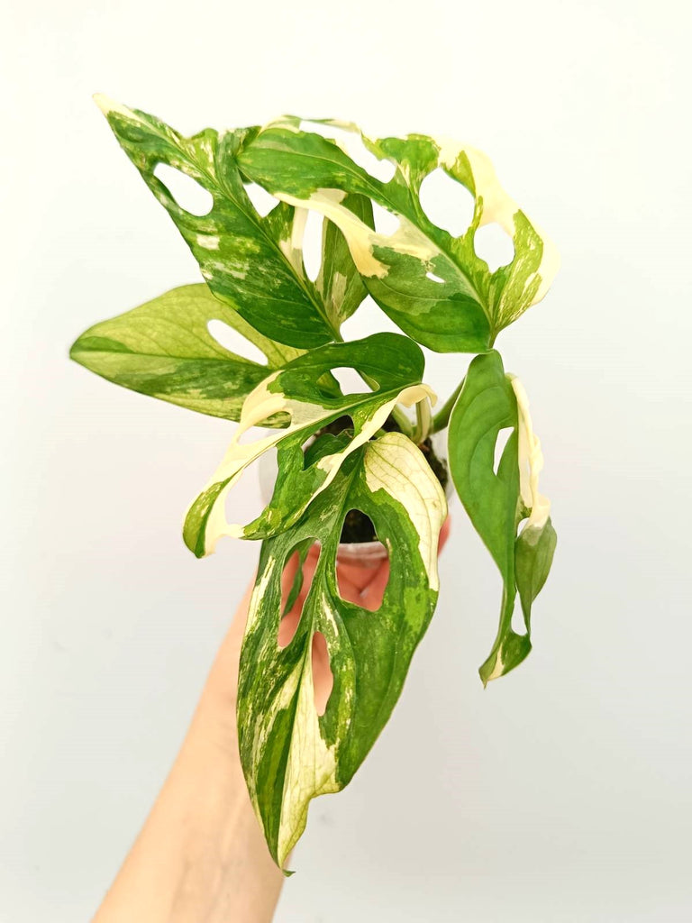 Monstera adansonii variegata