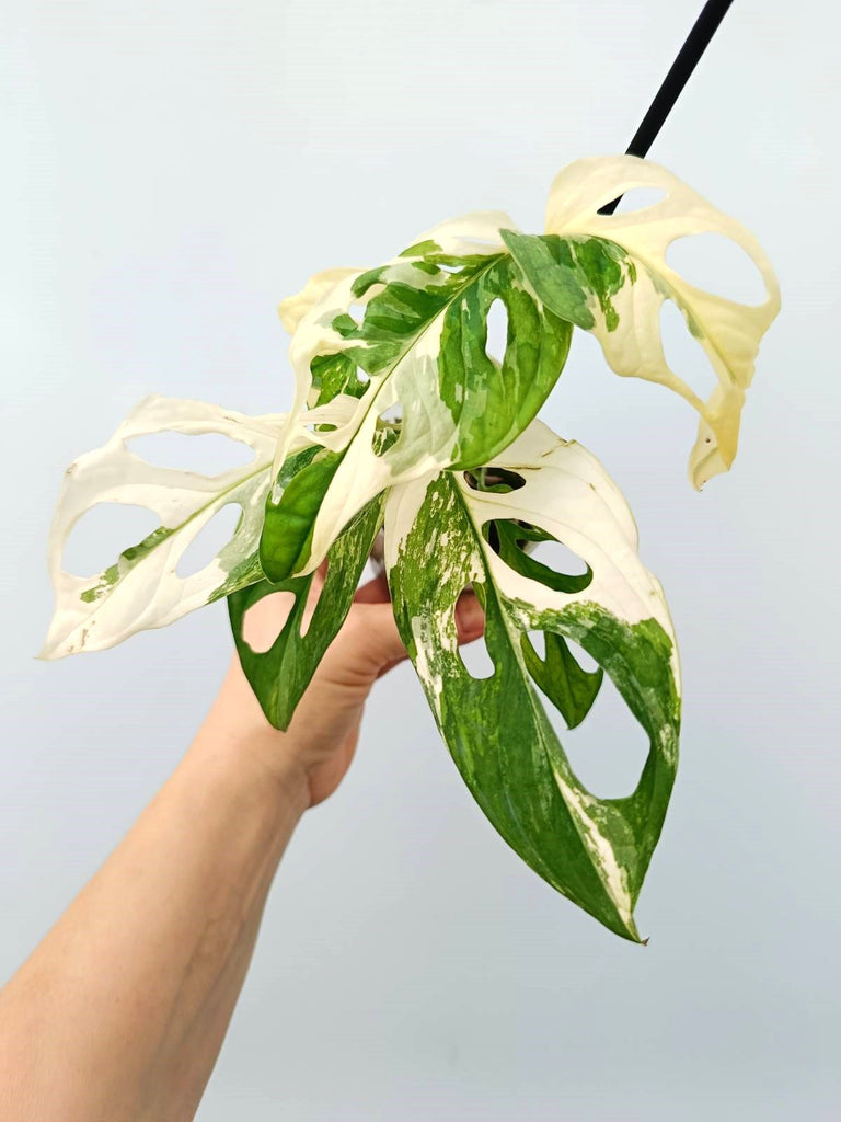 Monstera adansonii variegata