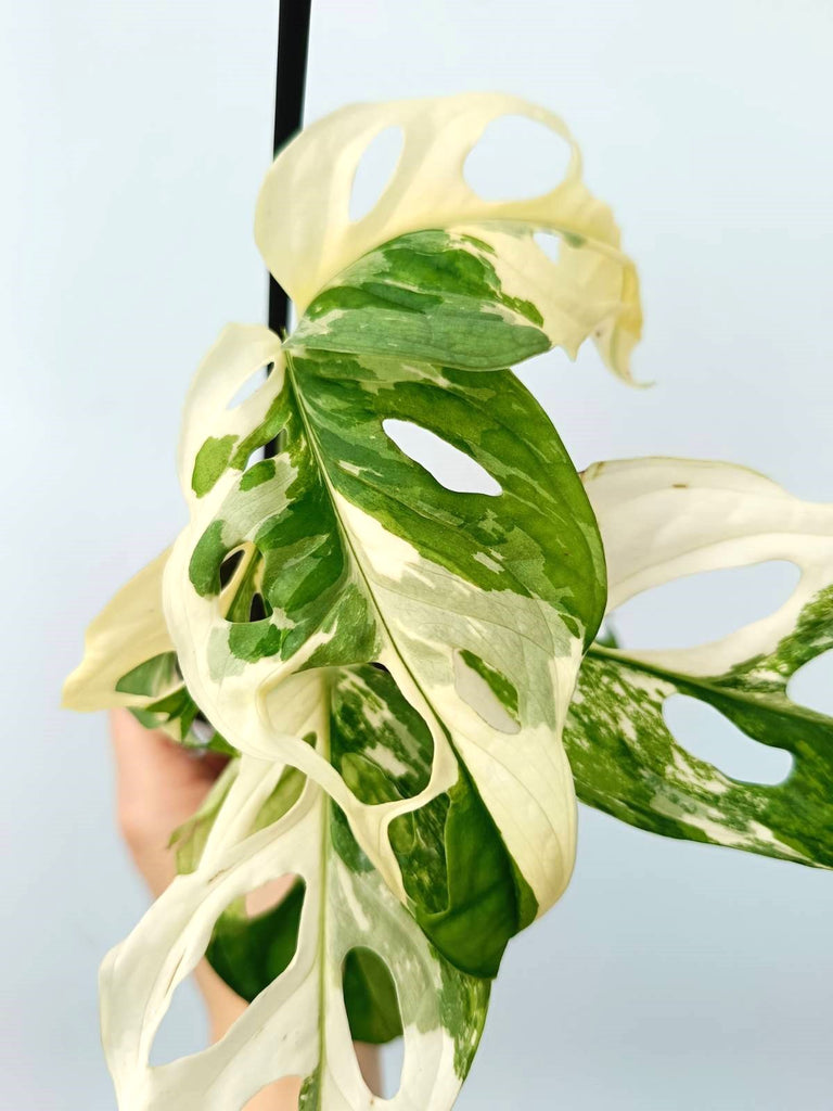 Monstera adansonii variegata