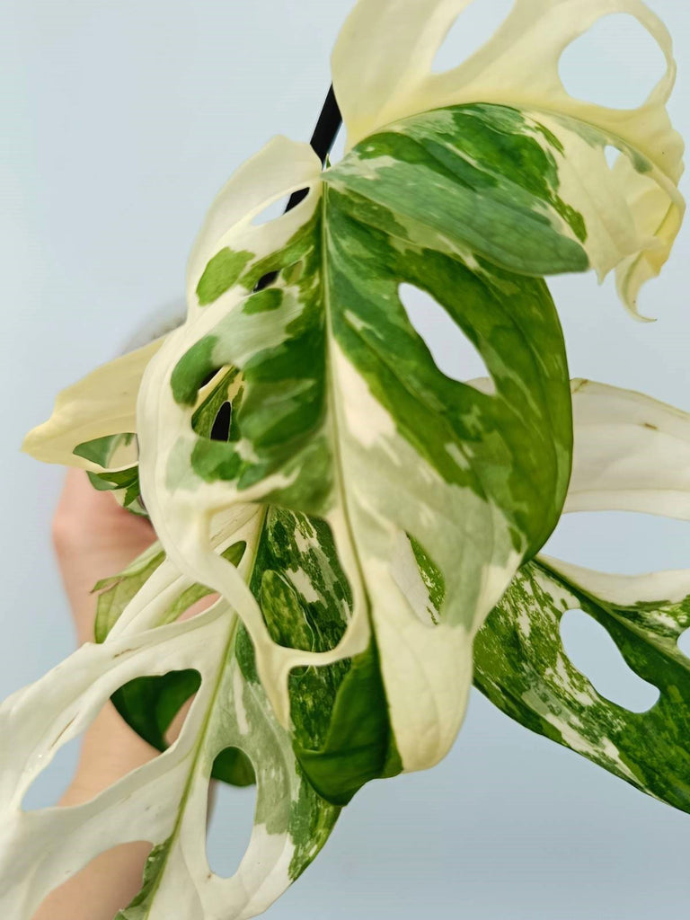 Monstera adansonii variegata