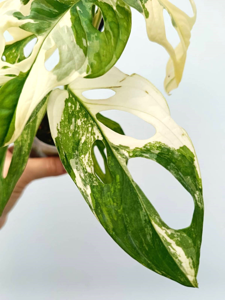 Monstera adansonii variegata