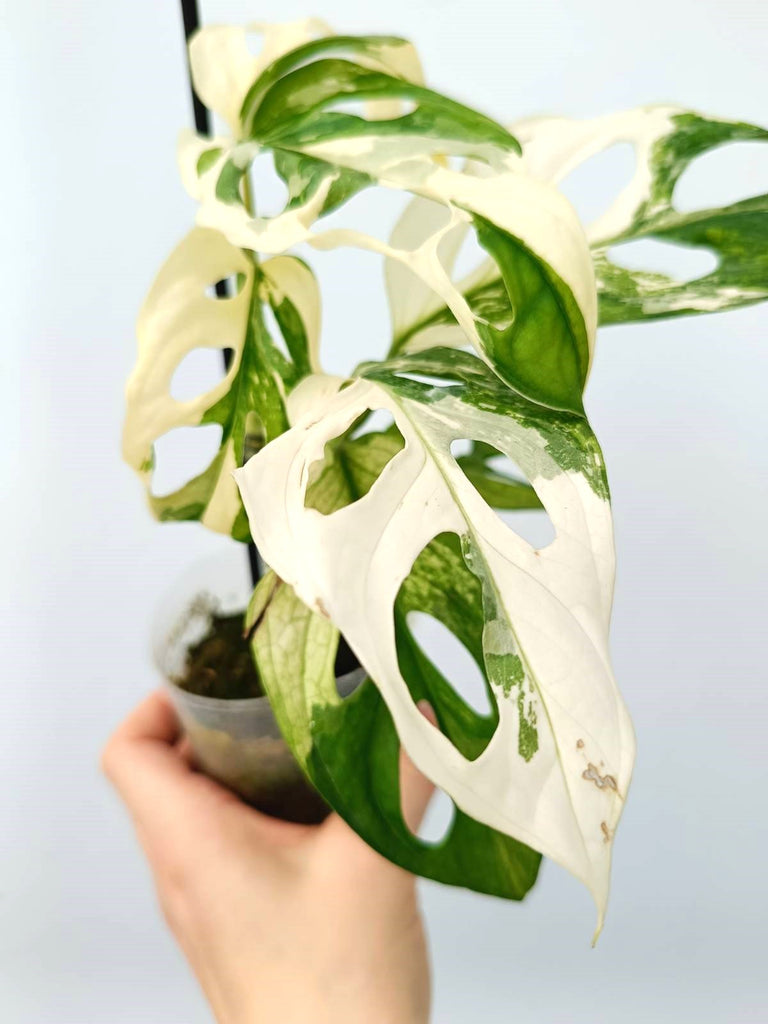 Monstera adansonii variegata