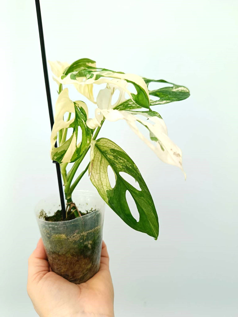 Monstera adansonii variegata