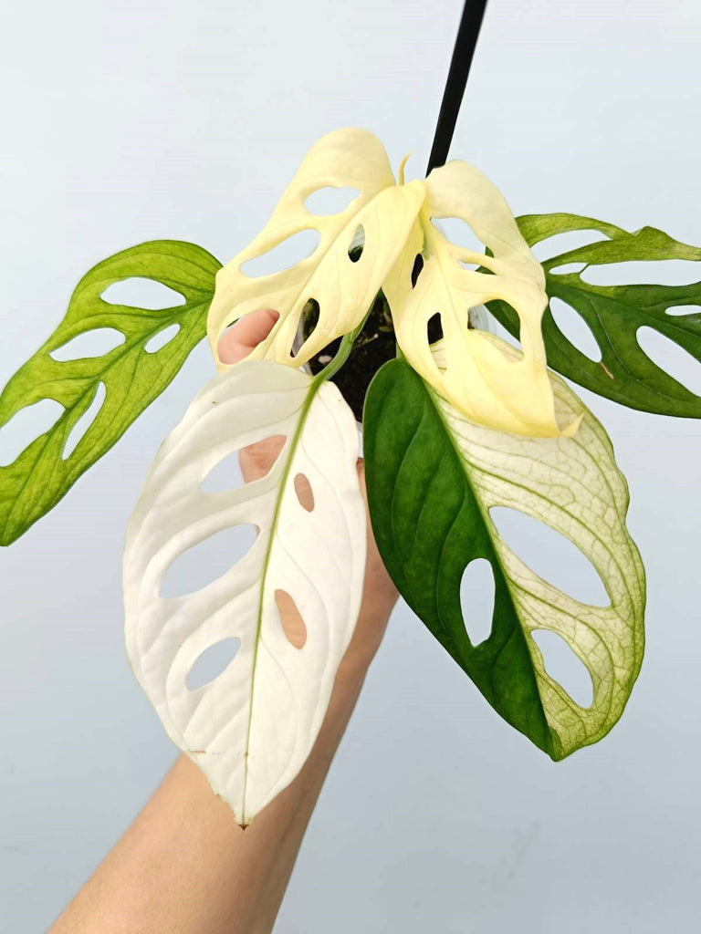 Monstera adansonii variegata