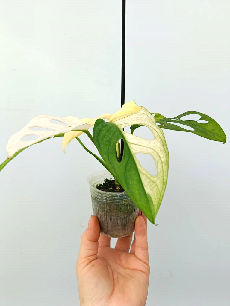 Monstera adansonii variegata